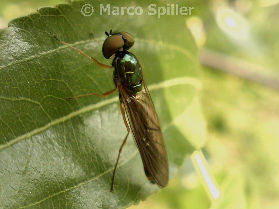 Sargus bipunctatus